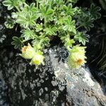 Potentilla nivalis Levél