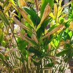 Alpinia galanga Leaf