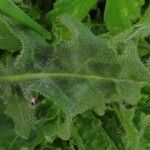 Hypochaeris radicata Blatt