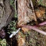 Davallia chaerophylloides Other
