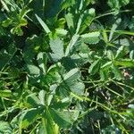 Potentilla anglica Leaf