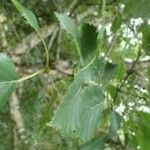 Betula kenaica Leaf