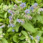 Borago officinalisЦветок