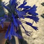 Agapanthus praecoxКветка