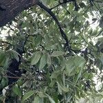 Quercus agrifolia Leaf