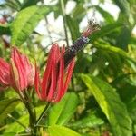 Pavonia multiflora