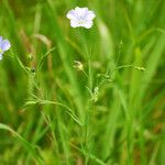 Linum pratense Агульны выгляд