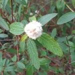 Ceanothus americanus Leaf