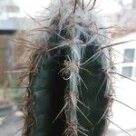 Pilosocereus leucocephalus Leaf