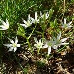 Ornithogalum umbellatum Natur