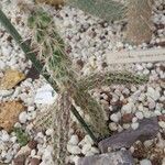 Cylindropuntia imbricata 葉