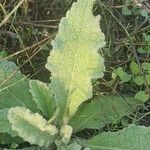 Verbascum sinuatumFeuille