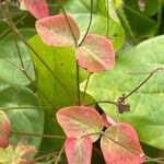 Euphorbia dulcis Leaf