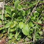 Bellidiastrum micheliiLeaf