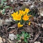 Crocus flavus Цветок