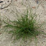 Eragrostis pectinacea Συνήθη χαρακτηριστικά