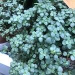 Pilea microphylla برگ