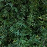 Jasminum beesianum Συνήθη χαρακτηριστικά