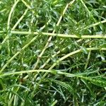 Elodea nuttallii Hábito