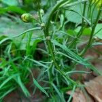 Senecio inaequidens Leaf