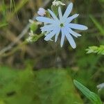 Lithophragma glabrum Кветка