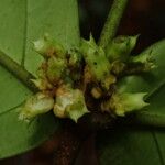 Tricalysia vadensis Fruit