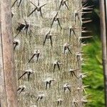 Pachypodium lamerei Bark