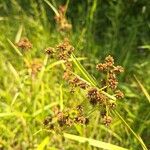 Scirpus atrovirens Mbuma