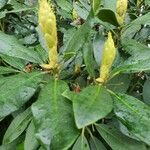 Rhododendron ponticum Habit