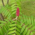 Rhus glabra ഇല