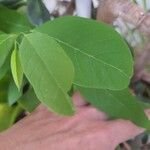 Annona squamosa 葉