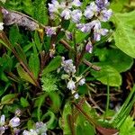 Polygala amarella Floare