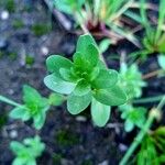 Lythrum hyssopifolia Blatt