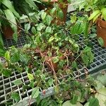 Impatiens hians Habit