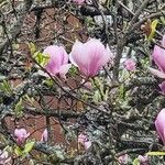 Magnolia × soulangeanaBlüte