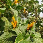 Sanchezia nobilis Flor