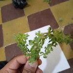 Sideritis montana Likasa