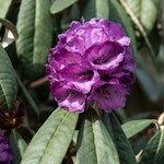 Rhododendron niveum Floro