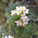 Lippia micromera फूल