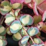 Sedum sieboldii Hoja