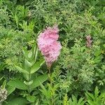 Filipendula rubra Flor