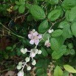 Rubus discolor Blüte