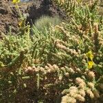 Adenocarpus viscosus Flor