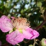 Rubus odoratus Kukka