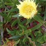 Carpobrotus edulisFloare