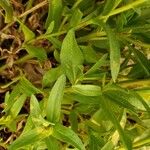 Heterotheca oregona Leaf