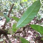 Pimelodendron griffithianum Hoja