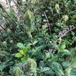 Teucrium flavum Fruit