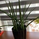 Dracaena stuckyi Yaprak