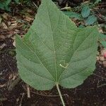 Malvaviscus arboreus Feuille